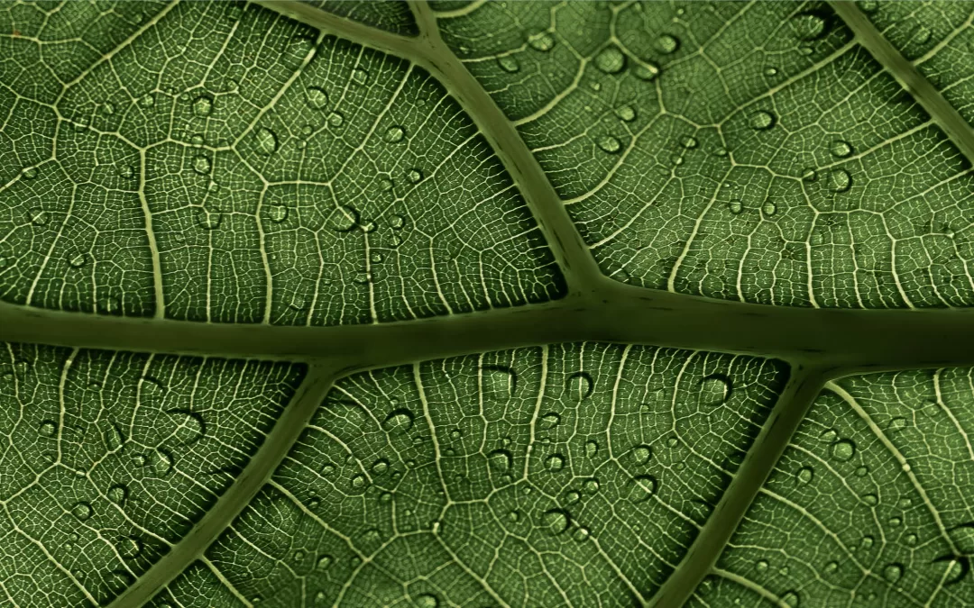 Analysing systems for systemic change